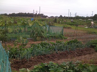 野菜が植えられた畑の写真