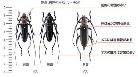クビアカツヤカミキリの成虫